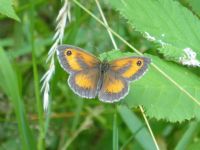 Gatekeeper Butterfly: Click to enlarge