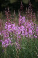 Rosebay Willowherb: Click to enlarge