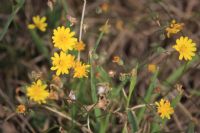 Nipplewort (Lapsana Communis): Click to enlarge