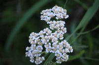 Yarrow (Achillea Millefolium): Click to enlarge