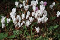 Cyclamen: Click to enlarge