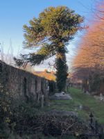 Monkey Puzzle Tree: Click to enlarge