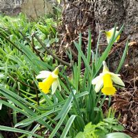 Daffodils: Click to enlarge