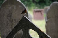 Robin keeps guard of the cemetery: Click to enlarge