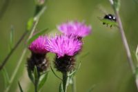 Thistle: Click to enlarge