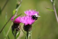 Thistle: Click to enlarge