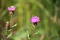 Thistle: Click to enlarge