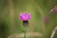 Thistle: Click to enlarge