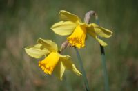 Daffodils: Click to enlarge