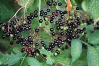 Elder (Sambucus Nigra): Click to enlarge