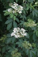 Elder (Sambucus Nigra): Click to enlarge