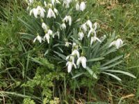 Snowdrop (Galanthus Nivalis): Click to enlarge