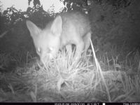 Fox caught on a trail camera: Click to enlarge