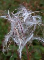 Rosebay Willowherb Seed head: Click to enlarge