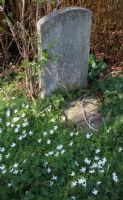 Wood Anemone: Click to enlarge