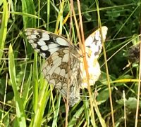 Marbled White butterflies mating: Click to enlarge