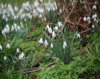 Snowdrops in the cemetery: Click to enlarge