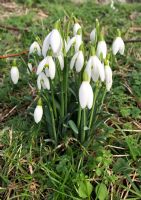 Cemetery Snowdrops: Click to enlarge