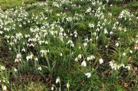 Cemetery Snowdrops: Click to enlarge